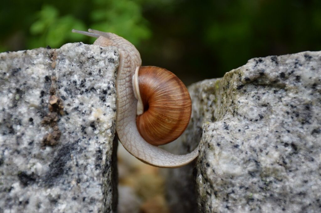 image of a snail climbing a rock to show how to overcome obstacles