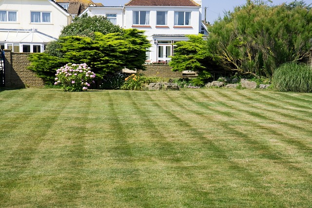 mowed lawn