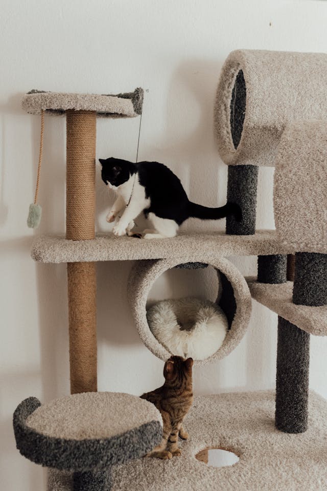 two cats playing